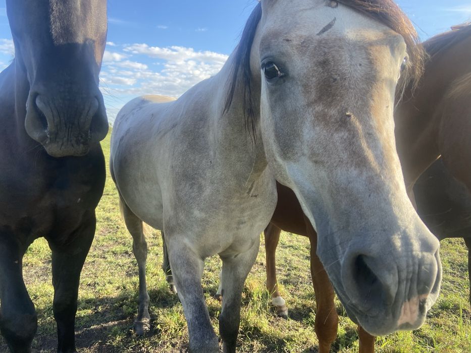 Czysta Krew Arabska Castini Wałach