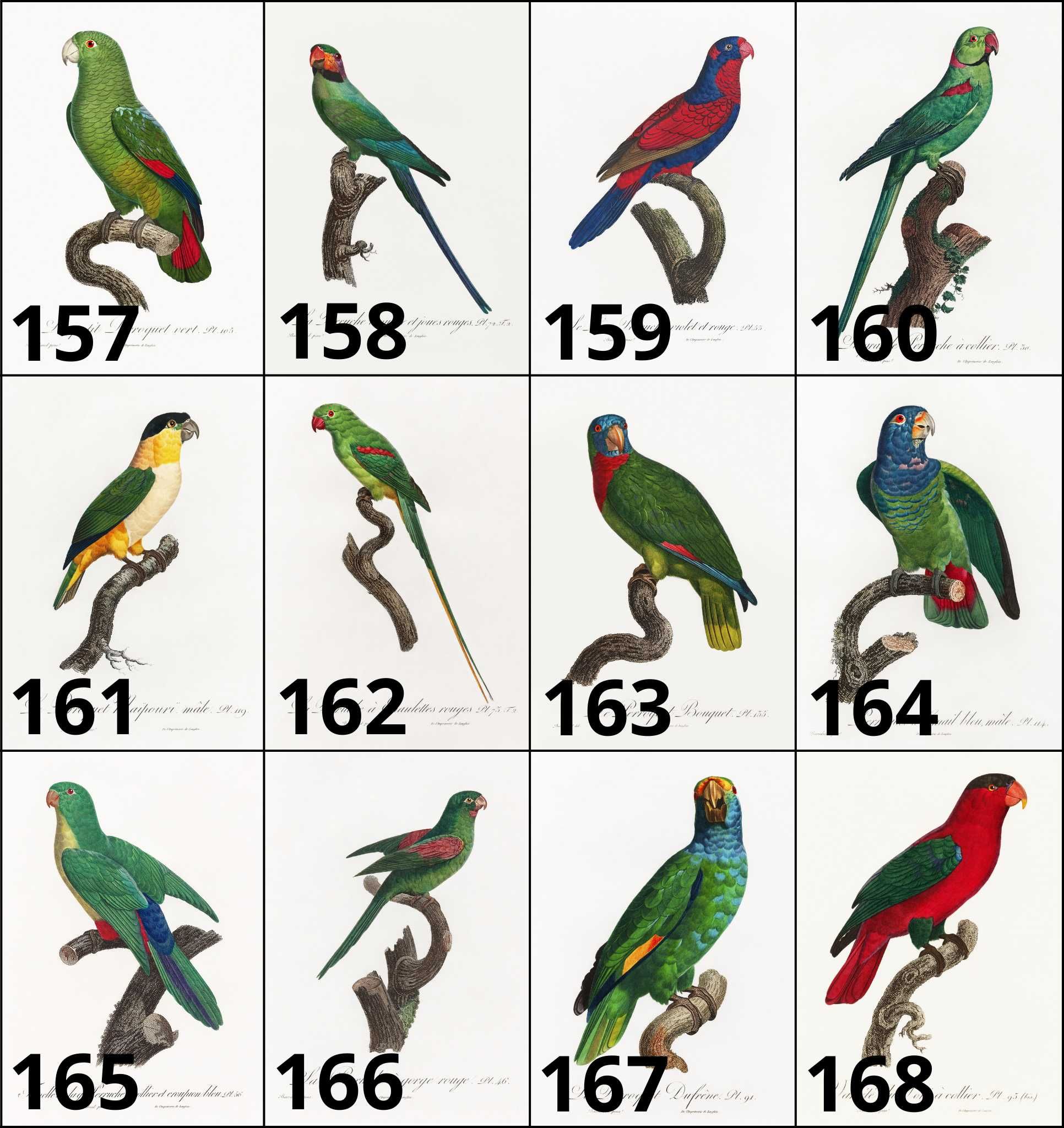 Plakaty 3szt Papugi WIELE WZORÓW! ~21x30cm Ornitologia boho vintage#3