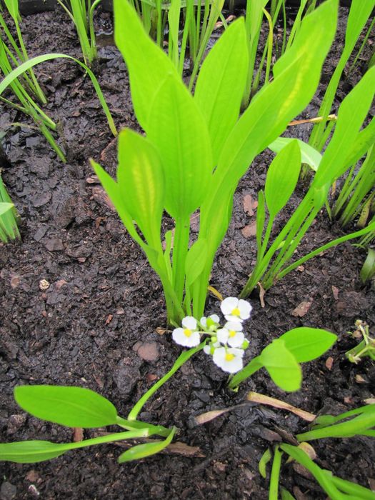Rośliny wodne, rośliny przybrzeżne , Kamieńsk lesiakowski.pl