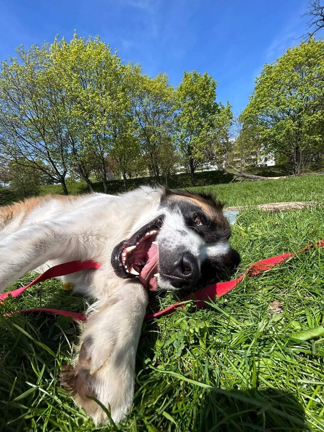 Fuks pies w typie bernardyna do adopcji!