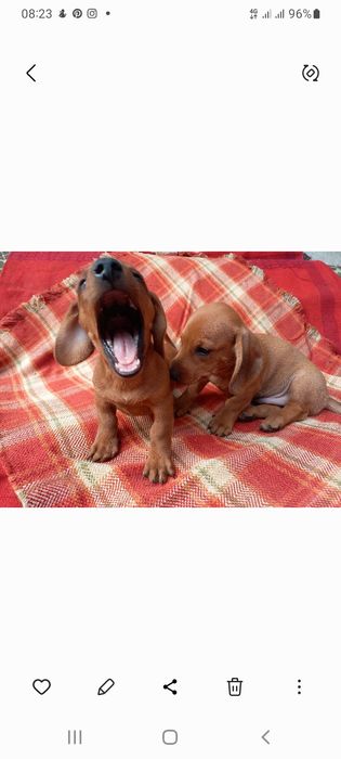 Продаються міні таксенята