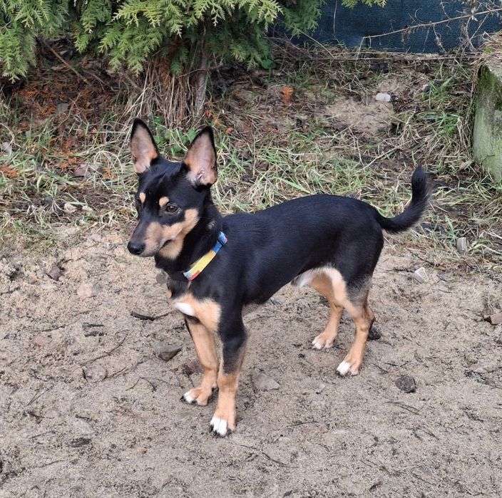 Gacek w typie pinczera szuka domu