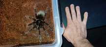 Theraphosa blondi dorosły samiec