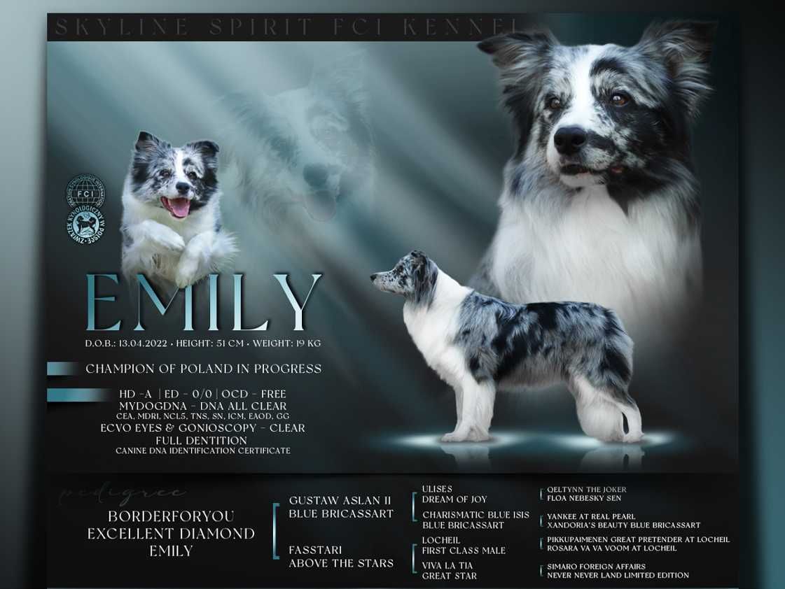 Szczenię Border Collie FCI