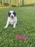 Szczeniak Border Collie - suczka
