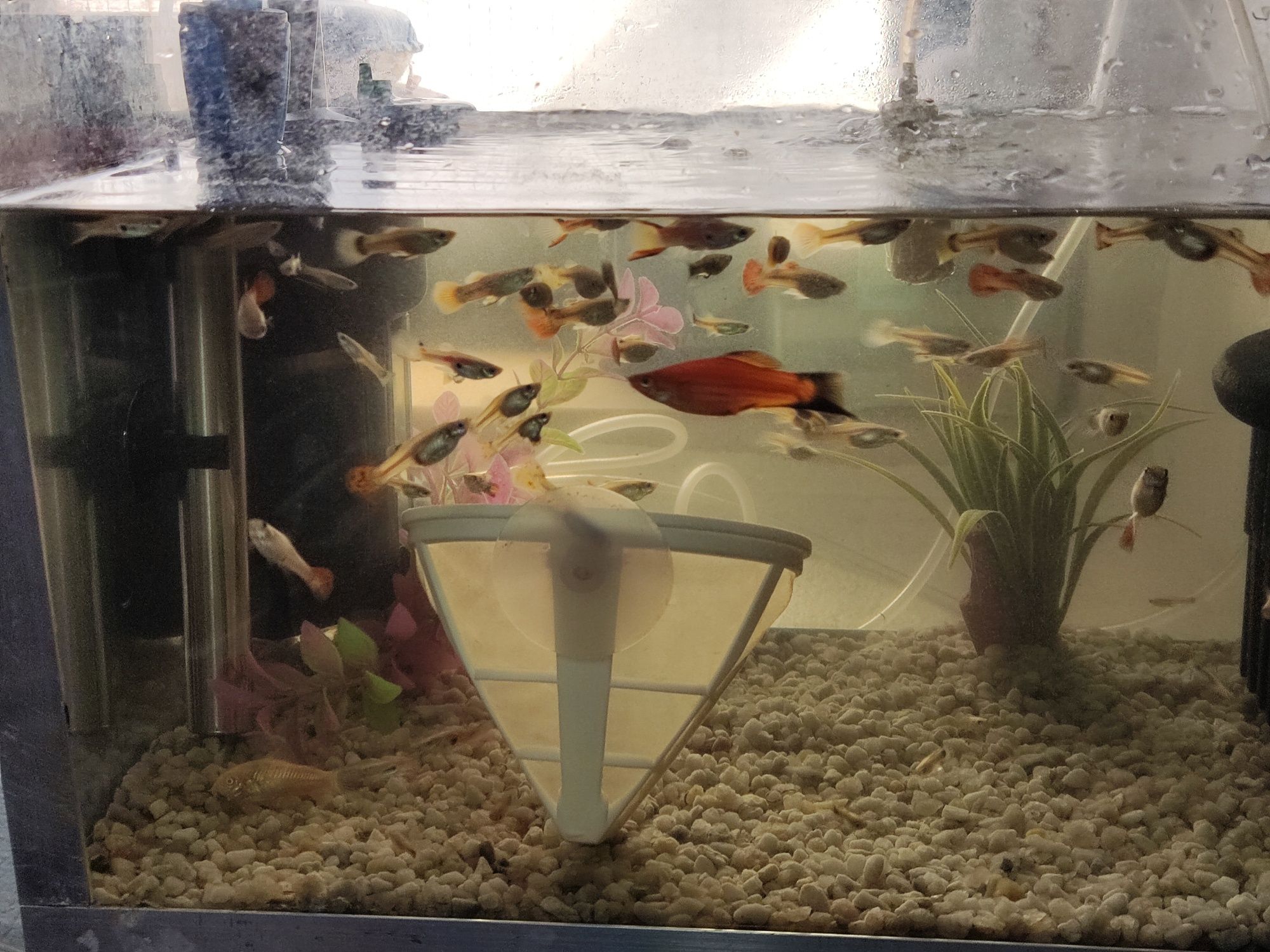 Vendo guppys variedade