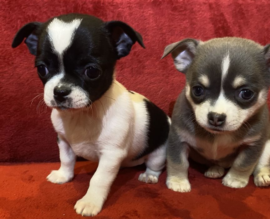 Цуценята чихуахуа