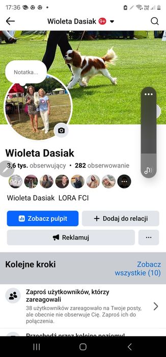 Maltańczyk sunia rodowód ZKWP FCI