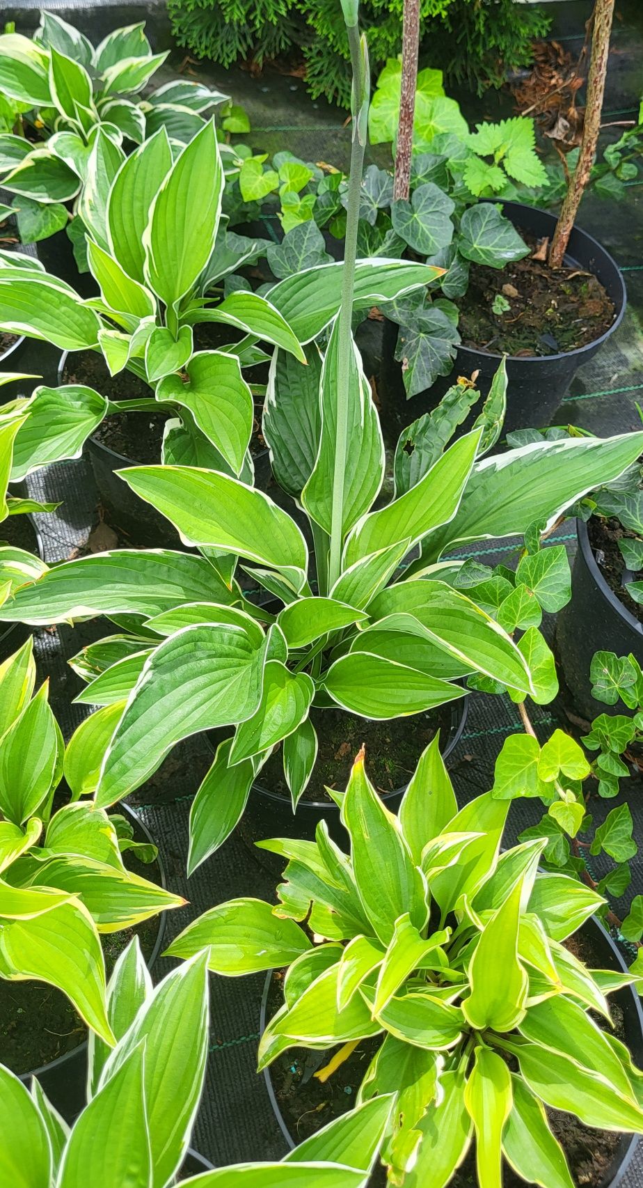 Hosta, funkia,  bluszcz zimozielony  , pysznogłówka sadzonka
