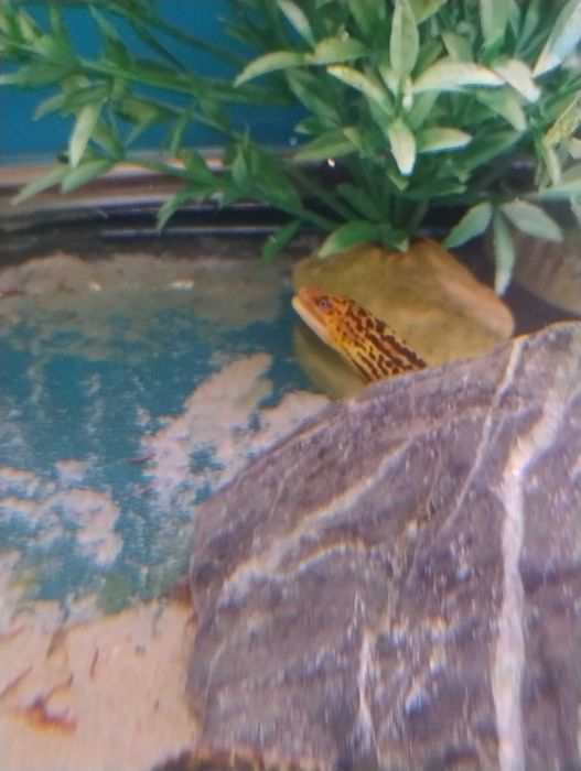 Murena gymnothorax polyuranodon