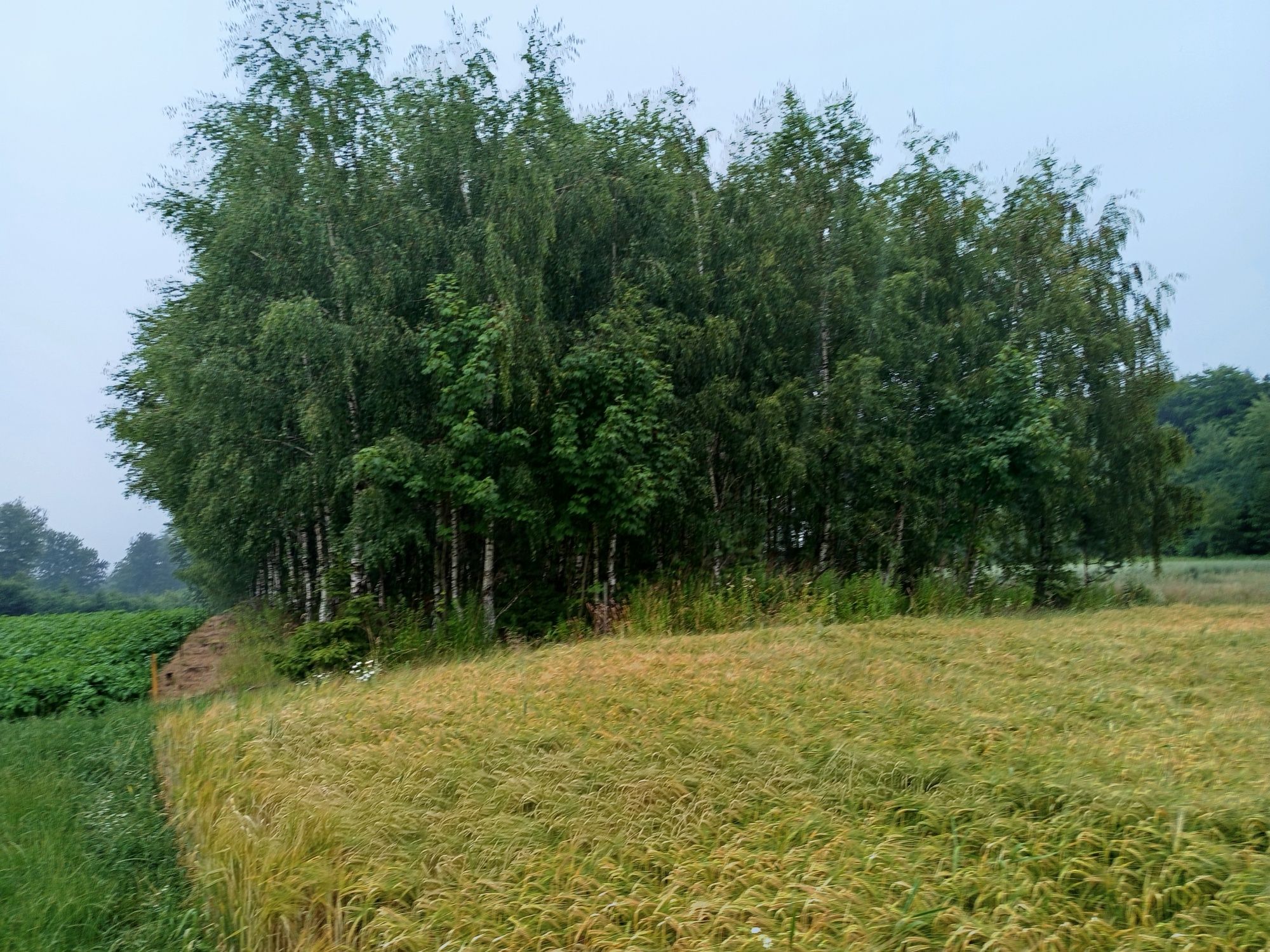 Sprzedam działkę rolną 2780m2.