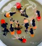 Oranda Gr AAA S sklep zoologiczny Pirania Olsztyn wysyłka