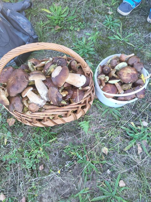 Sprzedam świeżo,o zbierane  grzyby