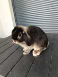 Samczyk Mini Lop okazja cudowna barwa szczepiony odrobaczony