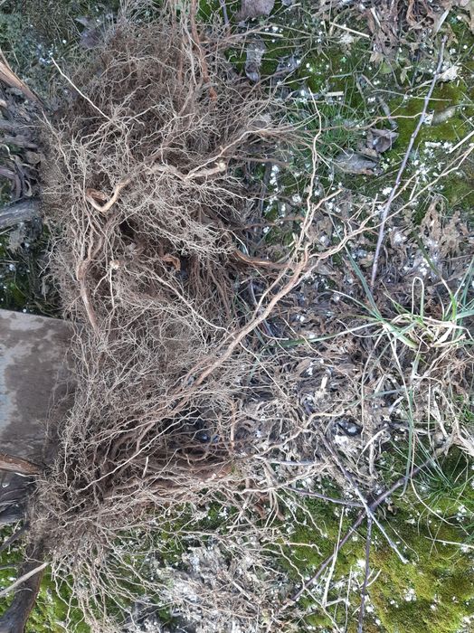 Jagoda Kamczacka Okazja!!! Likwidacja plantacji!!!