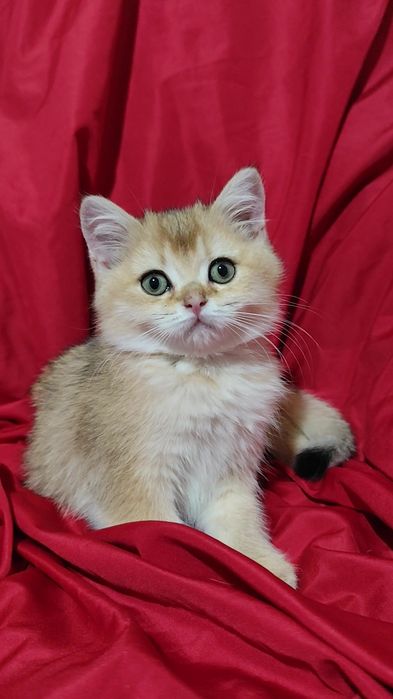 Шикарные прямоухие вислоухие котята золотая шиншилла мальчик девочка
