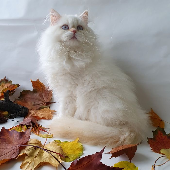 Чудовий котик з блакитними очима. Кращий друг дитині