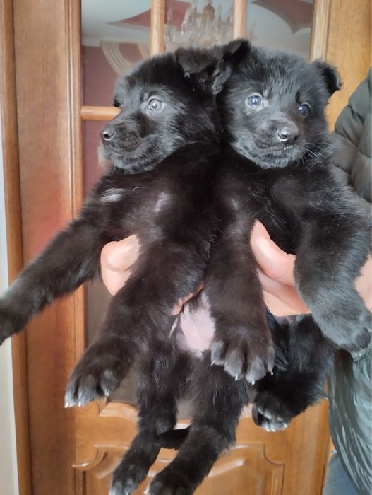 Цуценята Німецької вівчарки