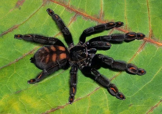 Паук Psalmopoeus irminia L -7 самка

Это типичный древесный птицеед яв