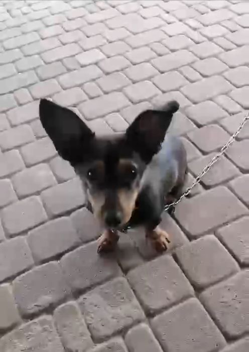 Piesek do oddania pilnie