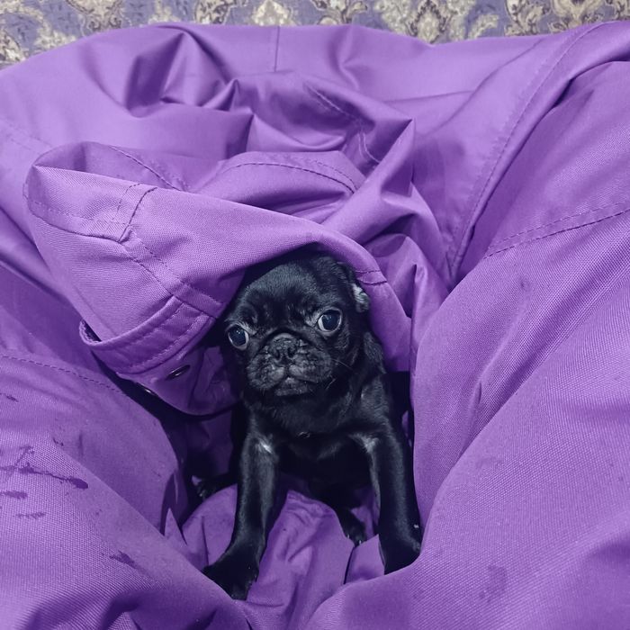 Красуня мопсика шукає люблячу родину