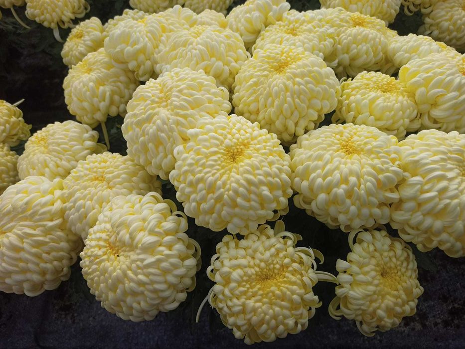 Piękne Chryzantemy Drobnokwiatowe Wielkokwiatowe Hurt Detal