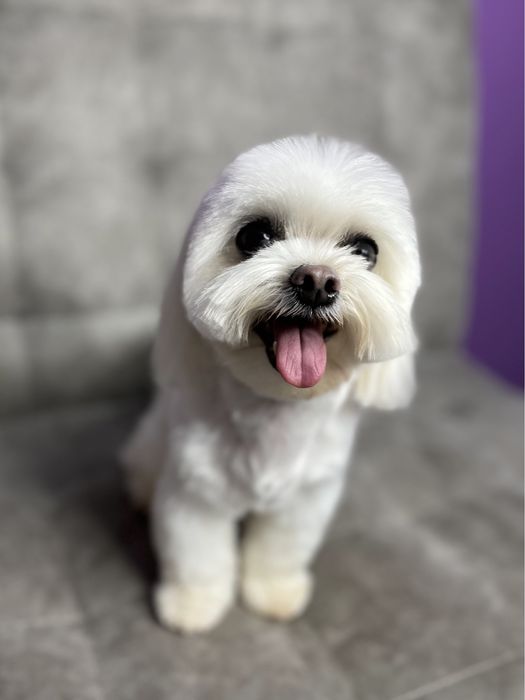 Стрижка собак, стрижка котів, грумінг Хмельницький