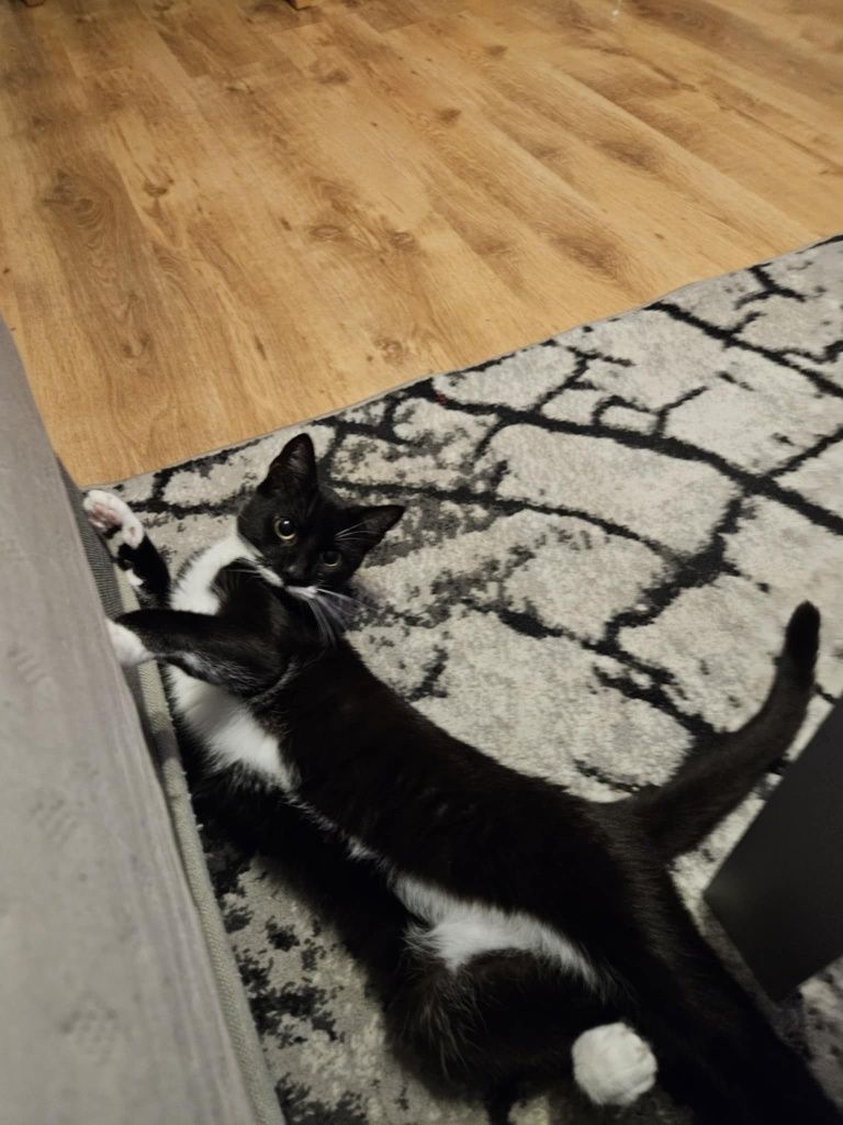 Cudowna kotka pilnie potrzebuje nowego domu