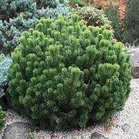 kosodrzewina Sosna górska Pinus mugo 2 l okazja