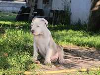Amstaff błękitny merle blue gotowy do wydania odbiór do 23.08