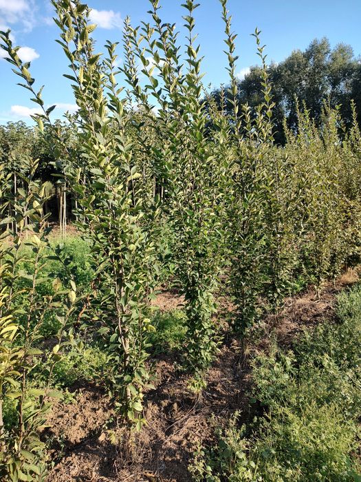 Grab kolumnowy Fastigiata