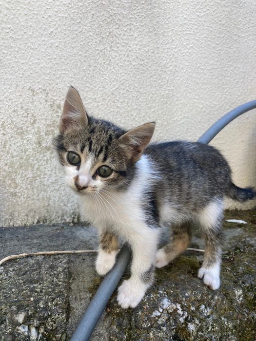 Gatinhos bebes para adocao