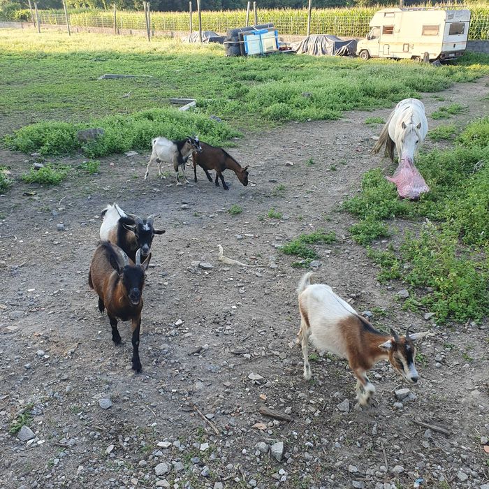 Vendo ponei macho apaluso