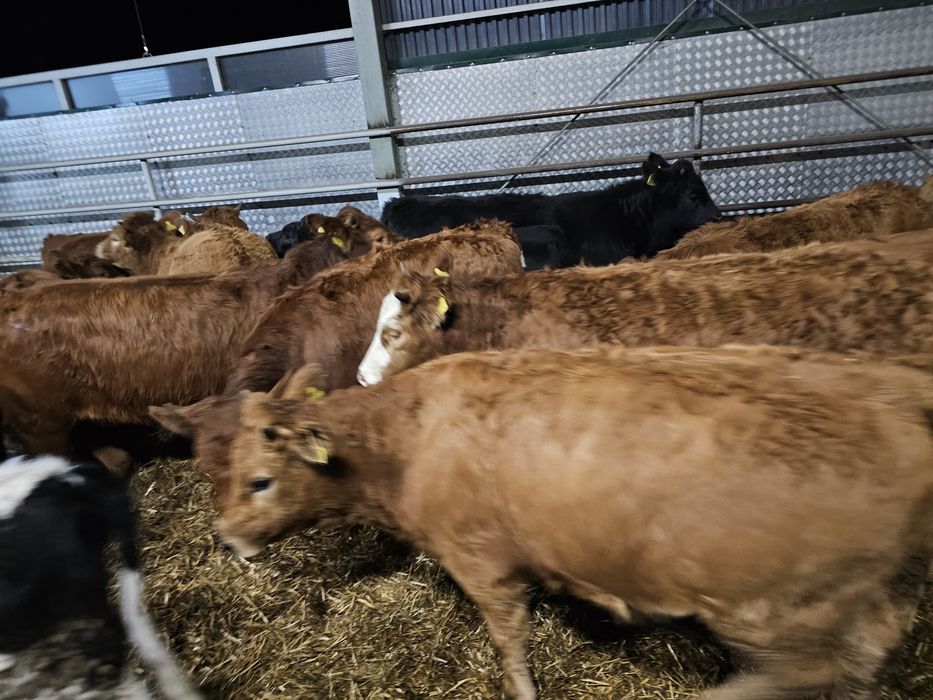 Sprzedam 16 sztuk jałowek odsadkow  300 kg