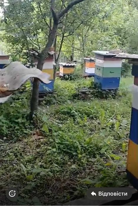 Продам пасіку з робочими бджолосім'ями
