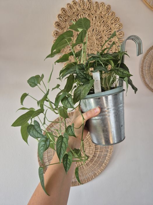 Monstera siltepecana pnącze