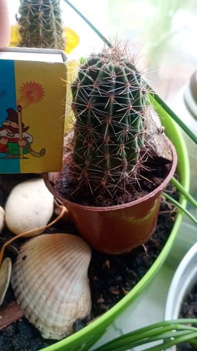 Кактус кімнатна рослина