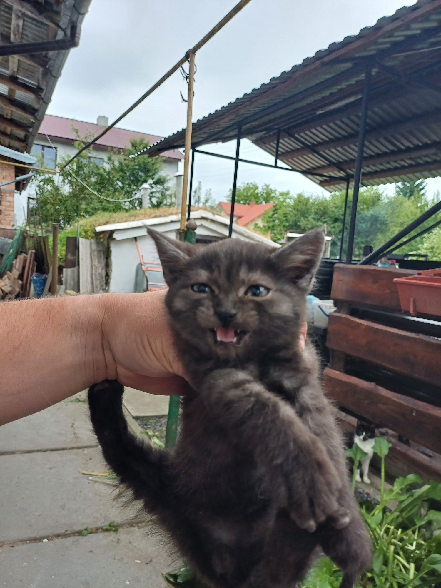 Кошенята у добрі руки