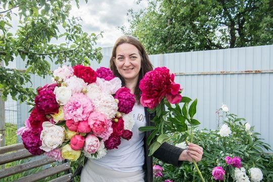 Пионы півонія бартзела Корал Шарм піони саджанці сортові