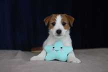 suczka Jack Russell terrier ZKWP/FCI szorstkowłosa