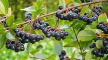 Świeża ekologiczna Aronia