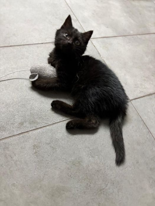 Wesoły koci maluch Leo szuka domu