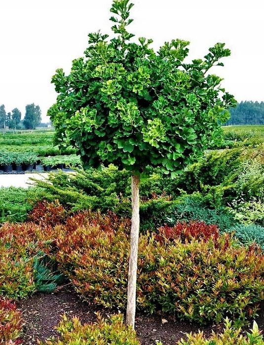 Miłorząb japoński na pniu 10-12cm 200cm (szmaragd katalpa klon cis)