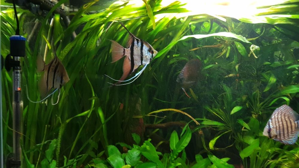 Nurzaniec olbrzymi  Vallisneria gigantea