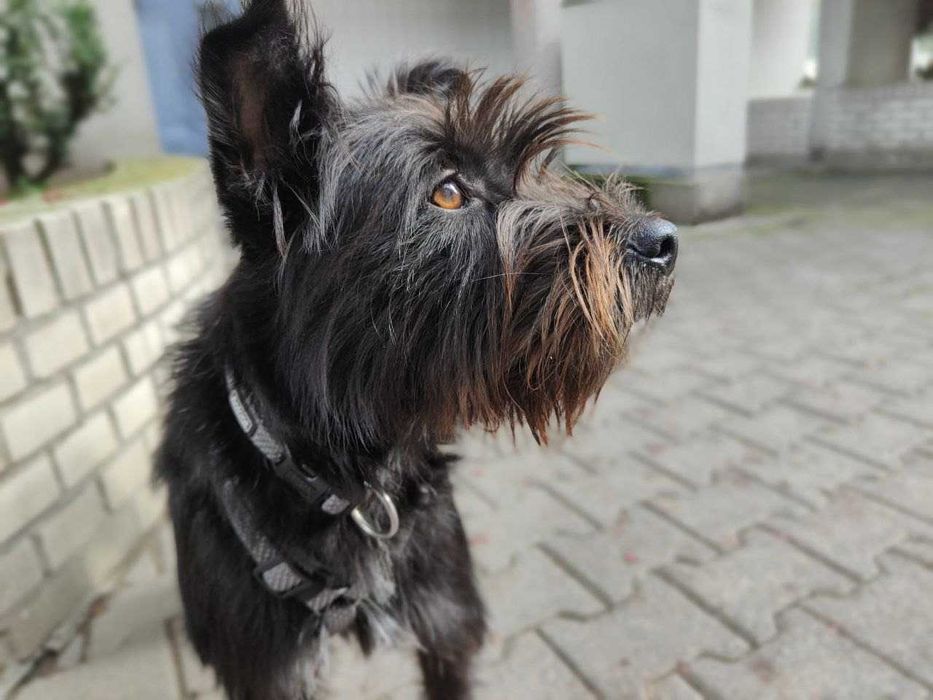 Młoda suczka w typie terierka do adopcji