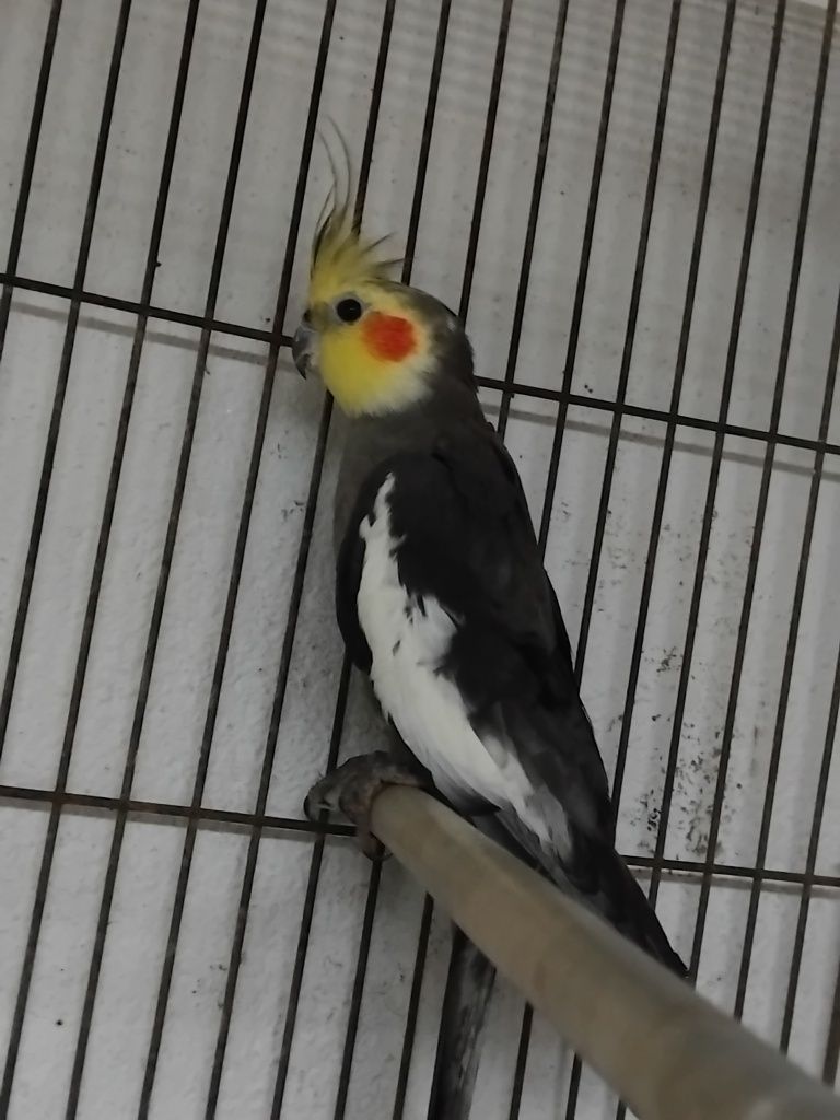Vendo diversas aves de bico curvo