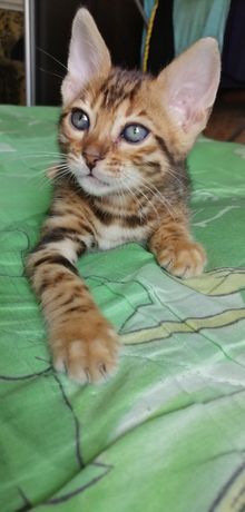 Продам бенгальского котенка, котика, кошечку, кота, кошку