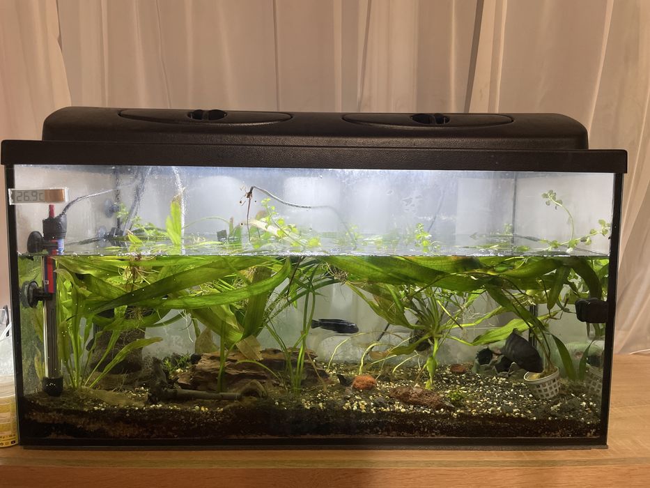 akwarium 120l z rybkami i akcesoriami