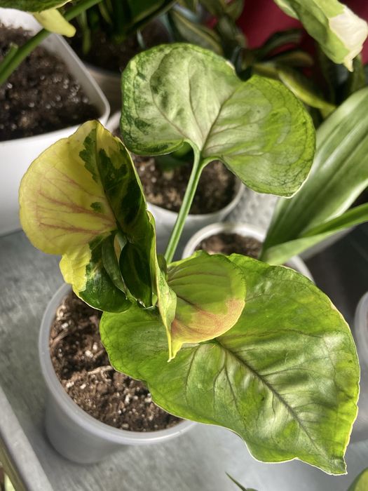 Сингоніум Orm Thong var