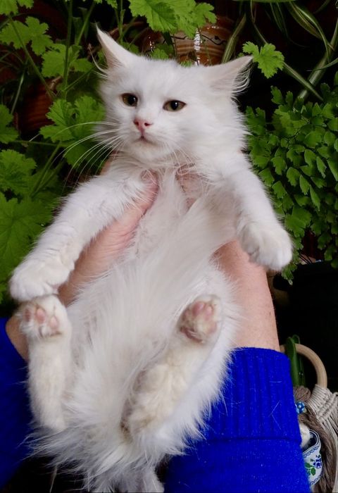 Белый котенок 4мес пушистый ангорский котик білий котята кошеня